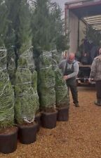Leylandi conifer tree for sale  LONDON