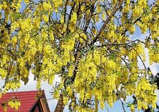 Samen blüten rarität gebraucht kaufen  Calw