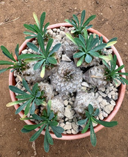 Euphorbia japonica succulenta usato  Menfi