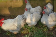 Mixed colour ..pekin for sale  CHESTERFIELD