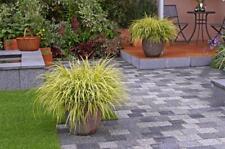 Carex lime green for sale  RICHMOND