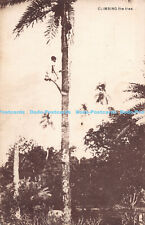 R191308 climbing tree. for sale  WARLINGHAM