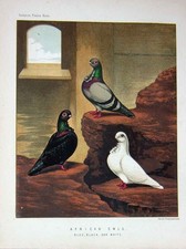 Old antique print for sale  UK