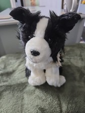 Border collie dog for sale  NEWTON ABBOT