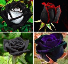 Pack black rose for sale  Goldsboro