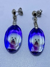 Bichon frise dog for sale  CREWE