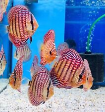 High quality tiger for sale  Saint Louis
