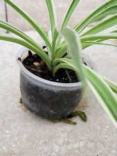 Rooted variegated spider for sale  Saint Cloud
