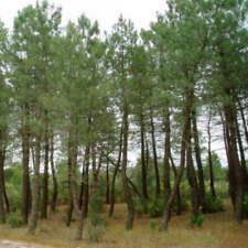 Pinus pinaster pino usato  Sonnino