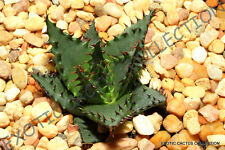 Rare aloe broomii for sale  Miami