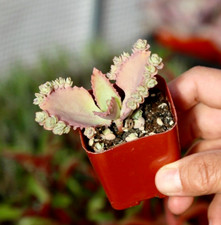 Mother thousands live for sale  San Diego