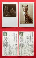 Riginal foto katze gebraucht kaufen  Dresden