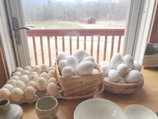 Free range geese for sale  Catskill