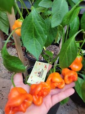 Tangerine tiger pepper for sale  Seymour