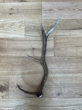 Rad stag antler for sale  APPIN