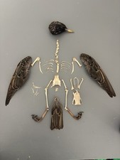 European starling skeleton for sale  PENRYN