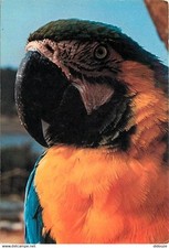 Animaux oiseaux perroquet d'occasion  Fruges