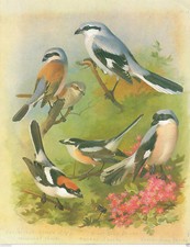 Red backed masked for sale  DEREHAM