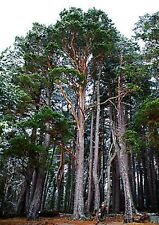 madeira pinus tratada comprar usado madeira pinus tratada comprar usado Enviando para Brazil