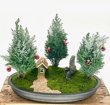 European cypress evergreen for sale  Patchogue