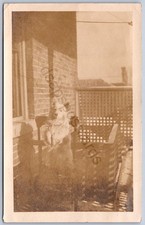 Cartão postal K36/ Kansas City Missouri RPPC c1910 cadeira fofa para cachorro de estimação 377 comprar usado  Enviando para Brazil