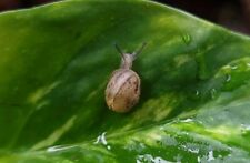 Live baby cornu for sale  Minneapolis