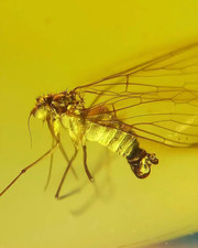 Fóssil burmite Cretáceo Birmanês âmbar escorpião mosca inseto âmbar Fóssil Mianmar comprar usado  Enviando para Brazil