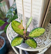 Hoya carnosa tricolor for sale  GREAT YARMOUTH