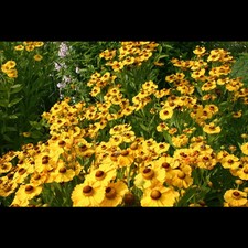 Helenium cult goldrausch gebraucht kaufen  Deutschland