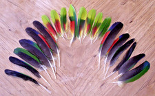 Plumas mixtas de cola/ala de Amazon segunda mano  Embacar hacia Mexico