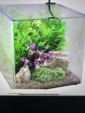 Aquaone litre glass for sale  LONDON