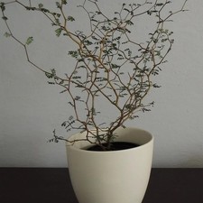 Sophora prostrata little d'occasion  Pouzauges