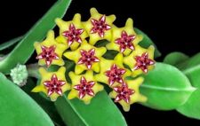 Hoya cumingiana cutting for sale  WARRINGTON