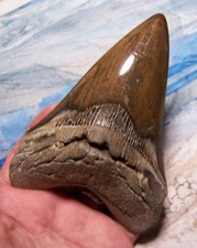 Megalodon shark tooth for sale  Hinesville