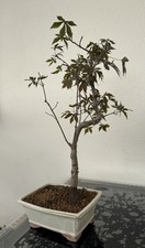 bonsai larice usato bonsai larice usato Trescore Balneario