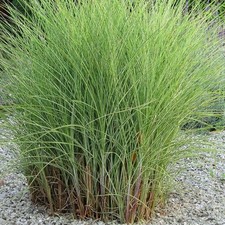 Miscanthus sinensis morning d'occasion  Pouzauges