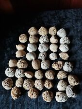 Versteinerte muscheln . gebraucht kaufen  Frankfurt am Main