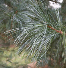 Pinus koraiensis pino usato  Napoli