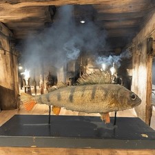 Antico pesce persico usato  Valgreghentino