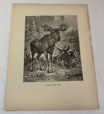 1885 print moose for sale  Wilmington