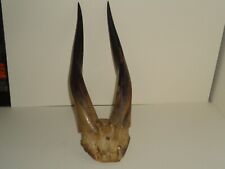 Corne antilope noire d'occasion  Vienne