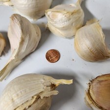 Garlic elephant garlic for sale  Southaven