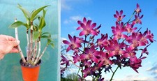 Dendrobium berry oda usato  Spedire a Italy