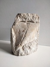 Fossile coquillage d'occasion  Coucouron