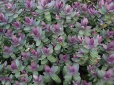 Pack x12 hebes for sale  UK