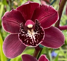 Cymbidium black cloud for sale  New Orleans