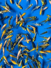 Baby koi 2 for sale  Blountstown