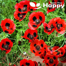Poppy ladybird papaver for sale  DONCASTER