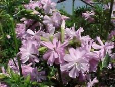 Seifenblume exotische duftende gebraucht kaufen  Kaiserslautern