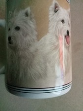 West highland terrier for sale West highland terrier for sale  LIVERPOOL